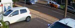 Imagens impressionantes: Boi solto na pista causa acidente em Cascavel