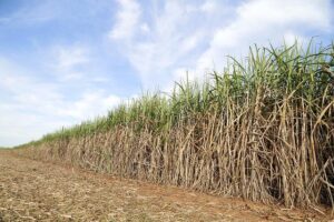 Conheça a solução para ter canaviais mais produtivos