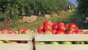 Novo zoneamento mostra aumento da área de cultivo da maçã