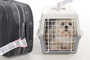 Vai viajar com os pets nas férias? Saiba qual a documentação exigida pelo Mapa