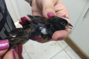 Colaboradores voluntários vão ajudar na identificação de animais silvestres