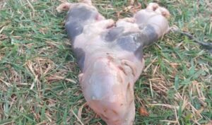 Inusitado: porco nasce com dois corpos e uma cabeça no Paraná