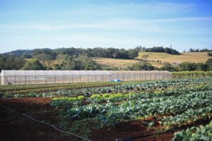 Produção de orgânicos vem conquistando cada vez mais espaço nas propriedades
