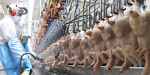 Antes do ano acabar, exportações de carne de frango in natura já superam 2021