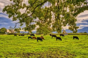 Como saber o melhor manejo para o pasto?