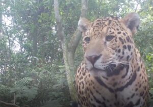 Vídeo: tem onça nova no Parque Nacional do Iguaçu