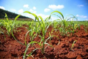 Bioinsumos são grandes aliados no controle de pragas