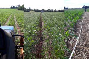 Diminuir o amassamento de plantas pode gerar menor custo de produção nas lavouras