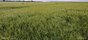 Abitrigo defende projeto que reduz impostos da cadeia produtiva do cereal