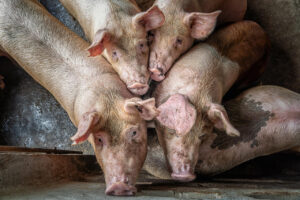 Exportação de carne suína brasileira tem queda de 9,3% no primeiro semestre
