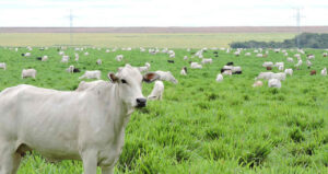 Depois de 5 anos, Paraná retoma produção de doses contra brucelose e tuberculose bovina