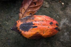 Produtores de cacau terão ajuda de tecnologia para identificar pragas
