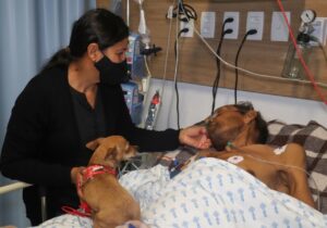 Amor incondicional: cachorrinha viaja mais de 50 km para visitar dono em hospital