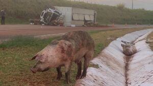 Porcos ficam soltos em rodovia após tombamento de caminhão no Paraná