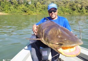 Um gigante: pescadores fisgam Jaú de 1,80m e 80 kg no Paraná