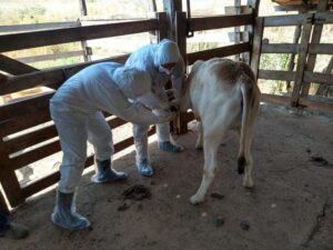 Autoridades sanitárias no MT intensificam o foco em combater a febre aftosa