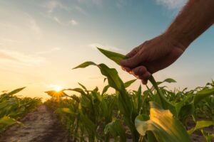 Seguro Rural é importante para o produtor, mas cenário é desafiador