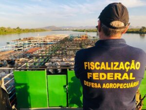 Milhares de bovinos ilegais são apreendidos nas fronteiras da Bolívia e Paraguai