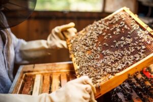 Aumento de apicultores impulsiona o setor no MS