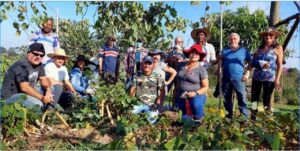 Poda correta faz toda diferença nos resultados da fruticultura