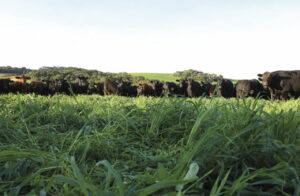 Conheça a fazenda que reserva áreas para experimentos agrícolas sustentáveis