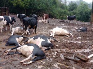 Animais morrem por descarga elétrica no PR