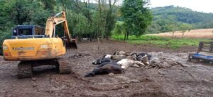 Morte de animais por descarga elétrica: e a indenização quem vai pagar?