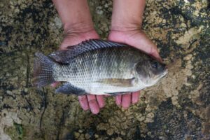 Tecnologia para alimentação de peixes ajuda a aumentar a produção