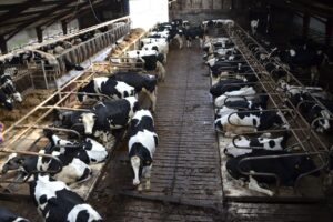 Curso ensina sobre sistema de criação de vacas leiteiras