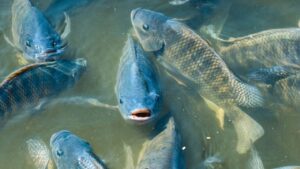 Brasil dobra exportação de pescados e Paraná mantém liderança na venda de tilápias