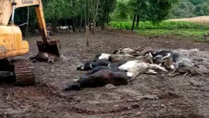 Família que perdeu animais após descarga elétrica permanece sem respostas