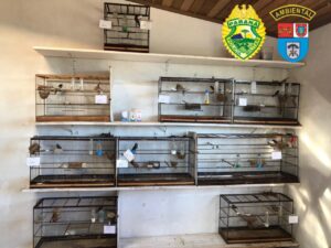 Criadouros ilegais de pássaros são alvo de operação; multas ultrapassam R$ 200 mil