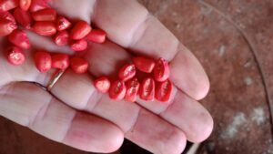 Agricultores reclamam de má qualidade em sementes de milho