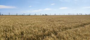 Uso de boas práticas nas lavouras pode aumentar produção de trigo no Brasil