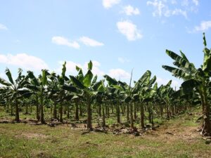 Curso orienta agricultores ao manejo adequado das bananeiras