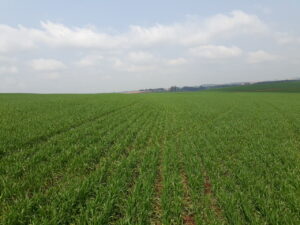 Saiba quais os cuidados com o trigo na fase de desenvolvimento vegetativo