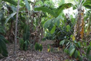 Iniciativa garante aumento do uso de sistemas agroflorestais no MT