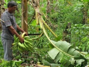 Pesquisa traz novas técnicas para melhorar produção de banana