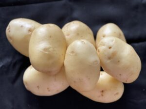 Embrapa abre oferta para cultivo de batata “especial”