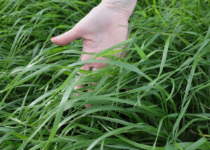 Conheça a nova cultivar mais produtiva de capim azevém