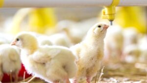 Avicultura e inovação terão destaque no Show Rural de Inverno