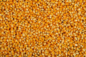 Pesquisa mostra como melhorar sistema produtivo de grãos