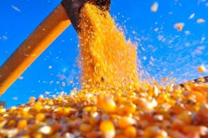 Projeção aponta que PIB do agro deve passar de 13% em 2023