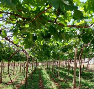 Produtores de uva: saiba por que é melhor esperar para podar os parreirais