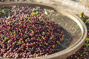 Em busca de sustentabilidade, cafeicultura paranaense deve passar por mudanças em 2023