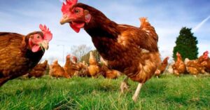 Avicultura orgânica ganha manual para facilitar trabalho dos produtores