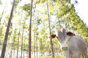 MS é líder em área de sistemas integrados de produção na agropecuária