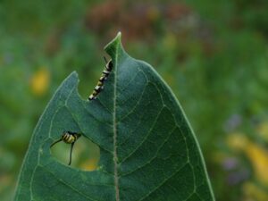 Conferência aborda conhecimento científico sobre pragas florestais