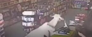 Vídeo: Vaca invade farmácia e assusta funcionária