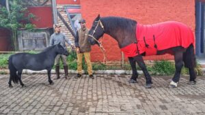 Cavalos gigantes e pequenos se encontram em feira internacional